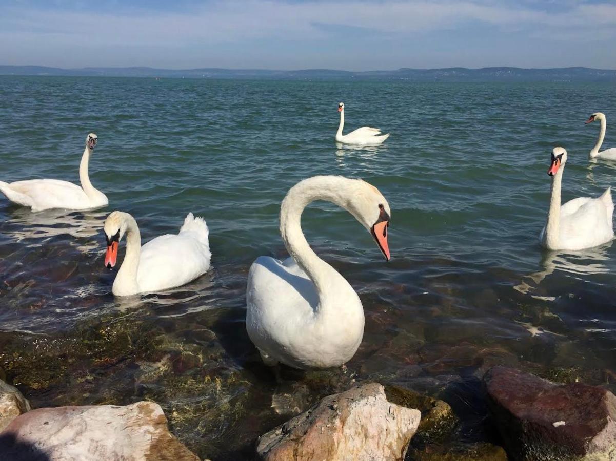 BalatonföldvárZawia Apartman公寓 外观 照片